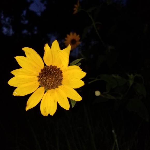 Meet your Posher, Raven - Picture 1 of 1